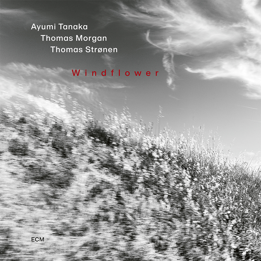 Ayumi Tanaka, Thomas Morgan, Thomas Strønen: Windflower Digital Album
